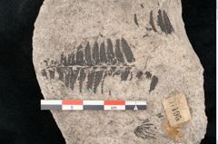 Foto (Detailansicht) von Plantae indet.  (NHMW-GEO-2024-0188-11195)